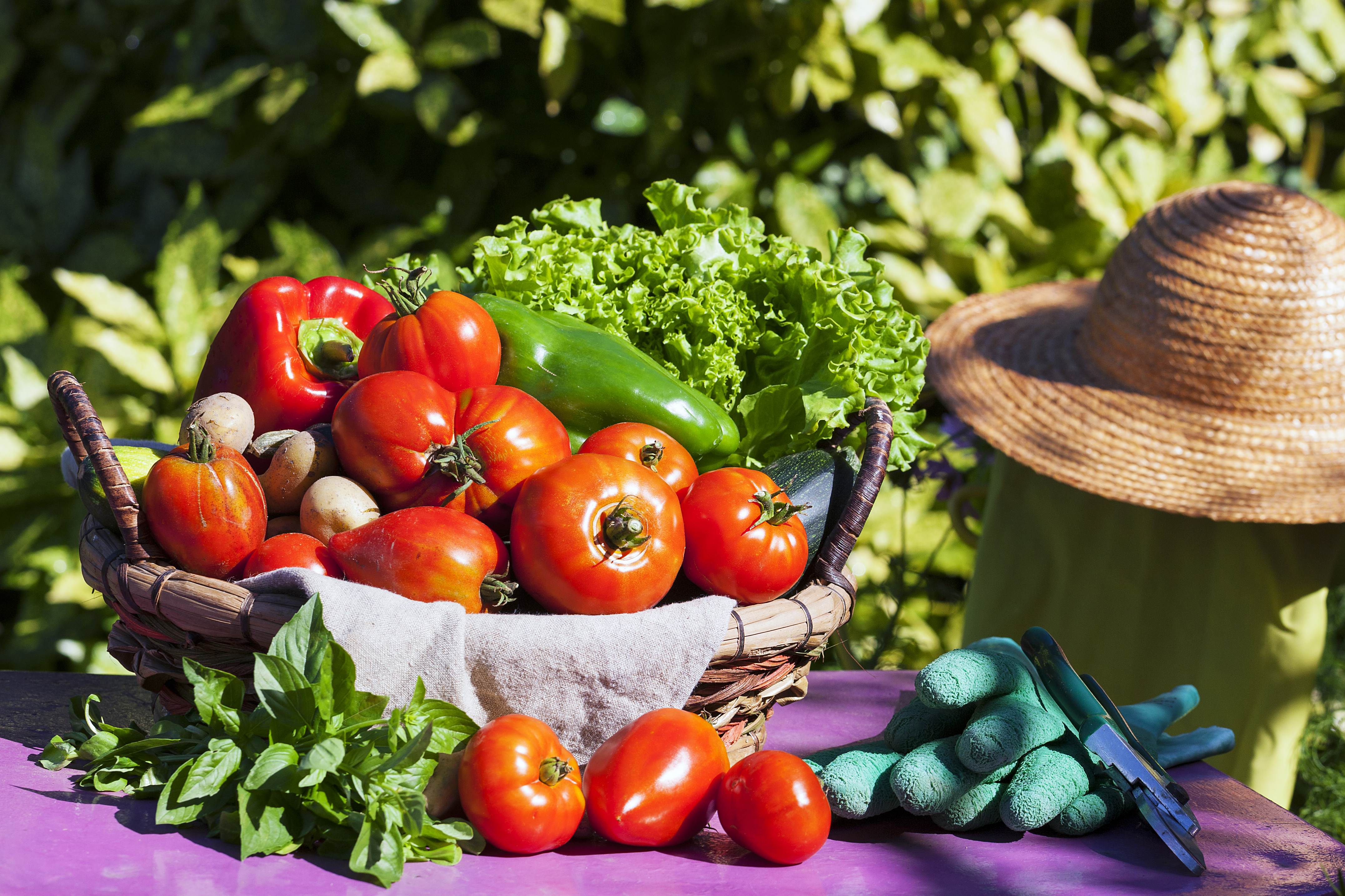 Fresh vegetables from garden